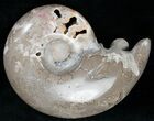 Shloenbacchia Ammonite With Crystal Chambers #11906-2